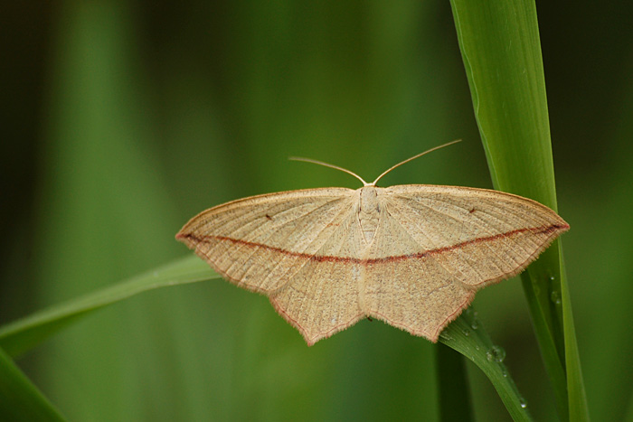 timandra griseata