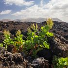 timanfaya