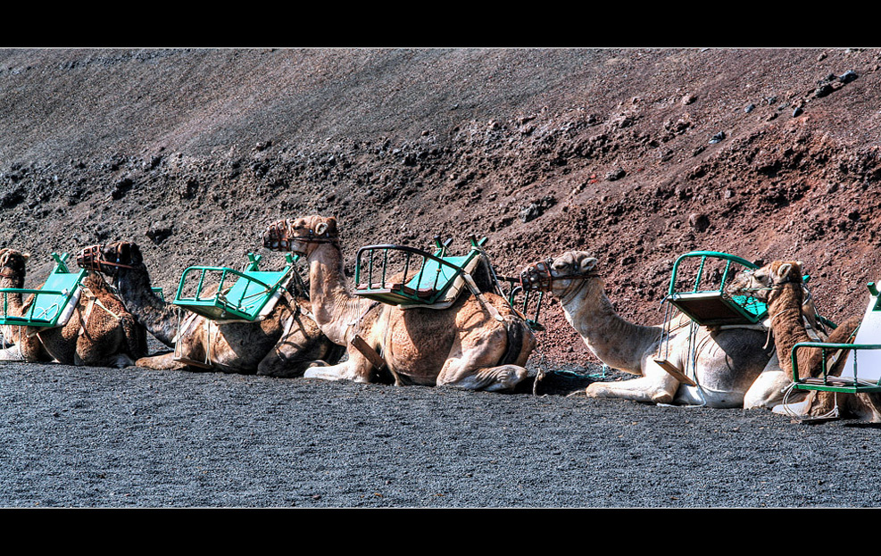 Timanfaya - die Dromedare