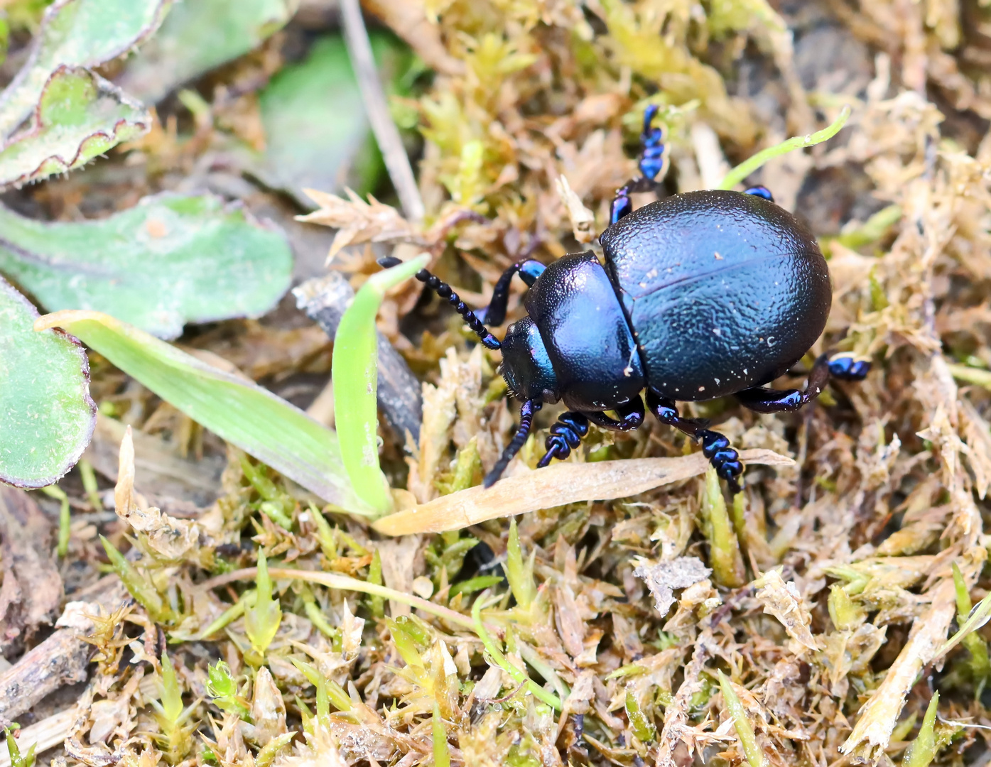 Timarcha goettingensis