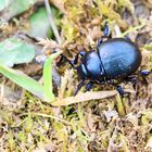 Timarcha goettingensis