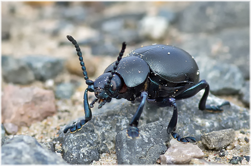 Timarcha tenebricosa