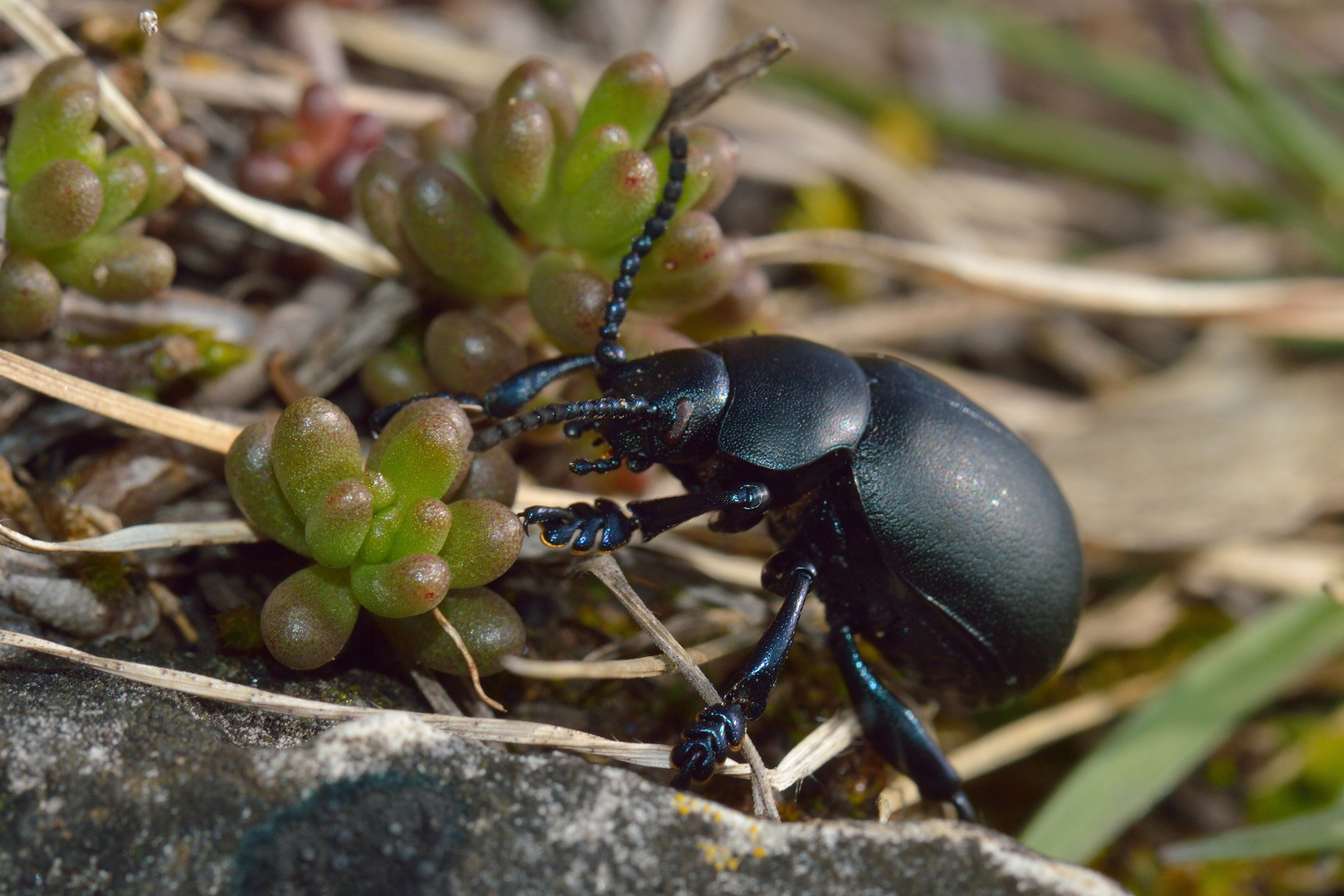 Timarcha tenebricosa, Tatzenkäfer