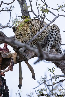 Timbavati Game Reserve