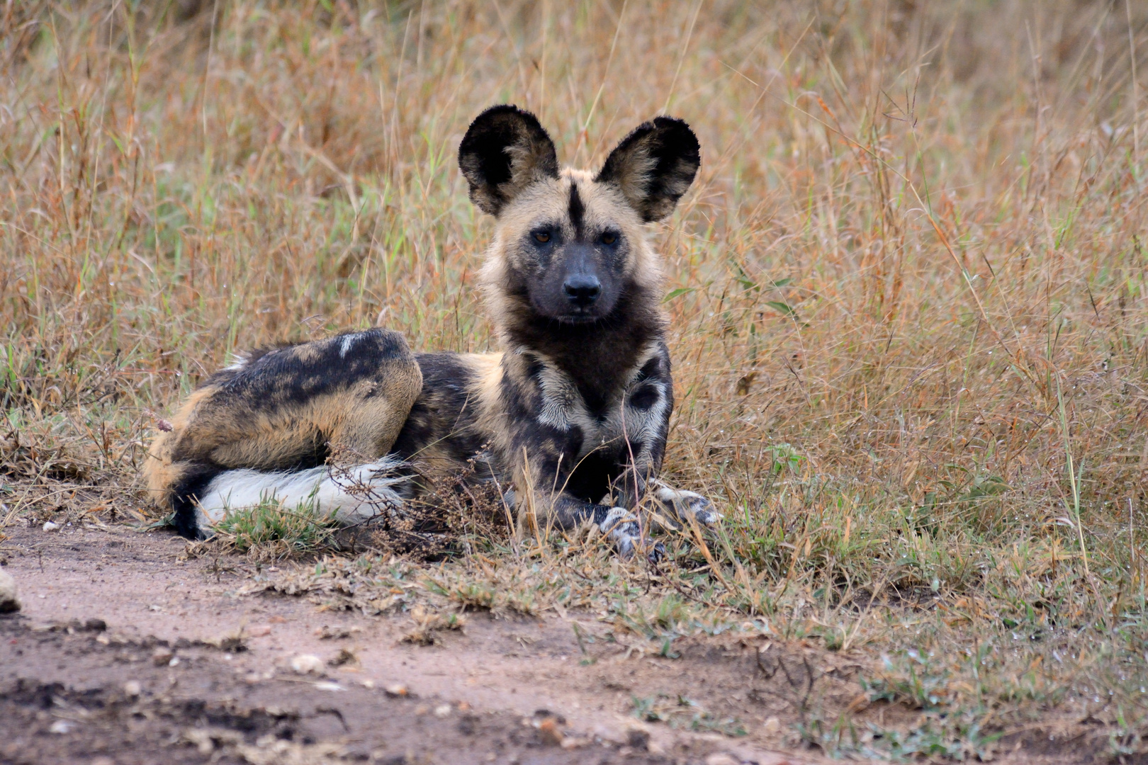 Timbavati - Ngala Lodge