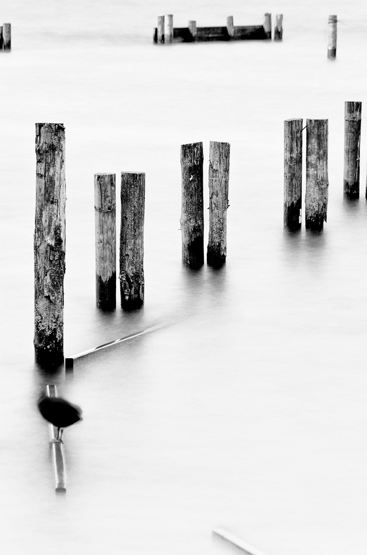 Timber Groynes I