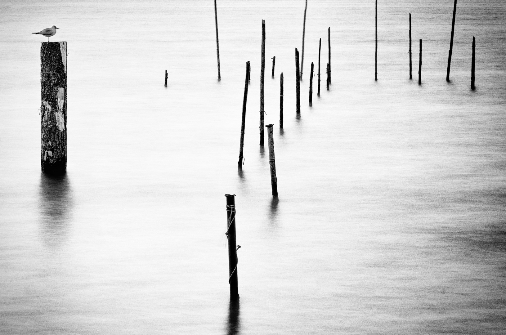 Timber Groynes II