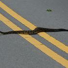 Timber Rattlesnake (crotalus horridus)