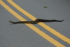 Timber Rattlesnake (crotalus horridus)