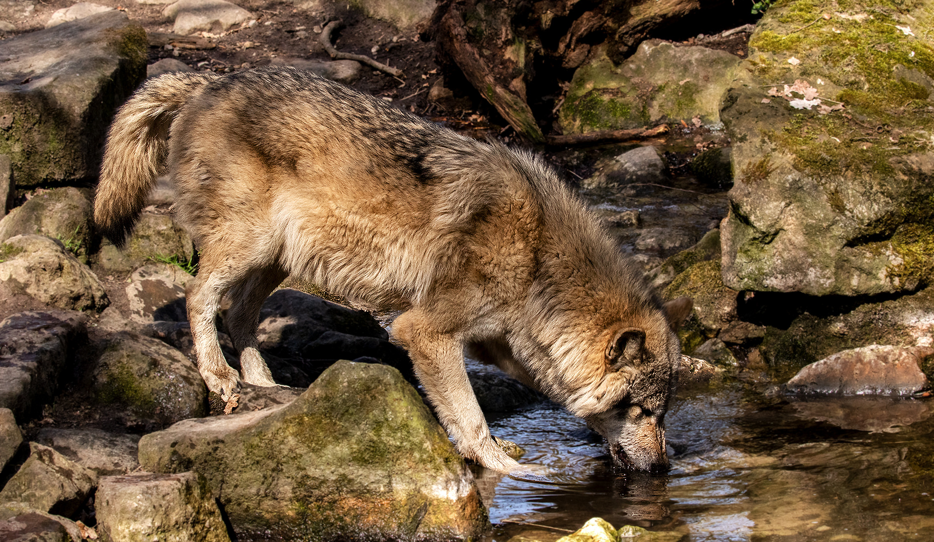 Timber Wolf