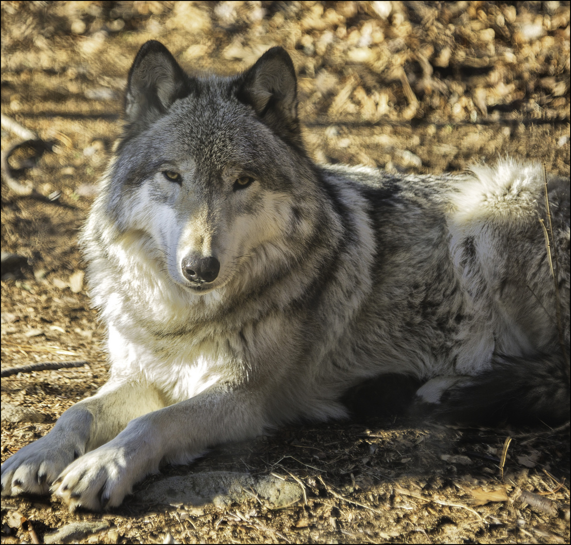 Timber Wolf at Lakota Wolf Preserve