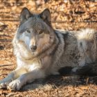 Timber Wolf at Lakota Wolf Preserve