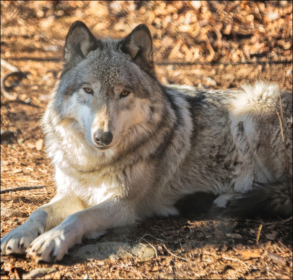 Timber Wolf at Lakota Wolf Preserve