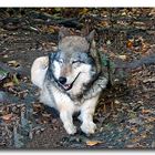 Timber Wolf