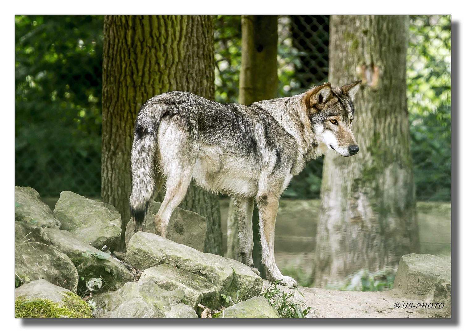 Timber Wolf 