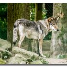 Timber Wolf 