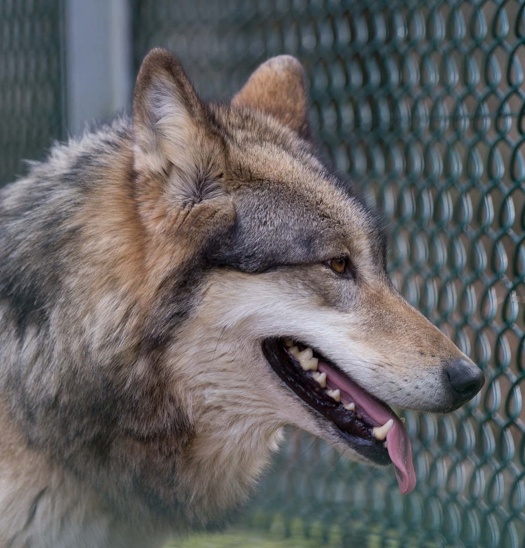 Timber Wolf Portrait