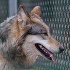 Timber Wolf Portrait