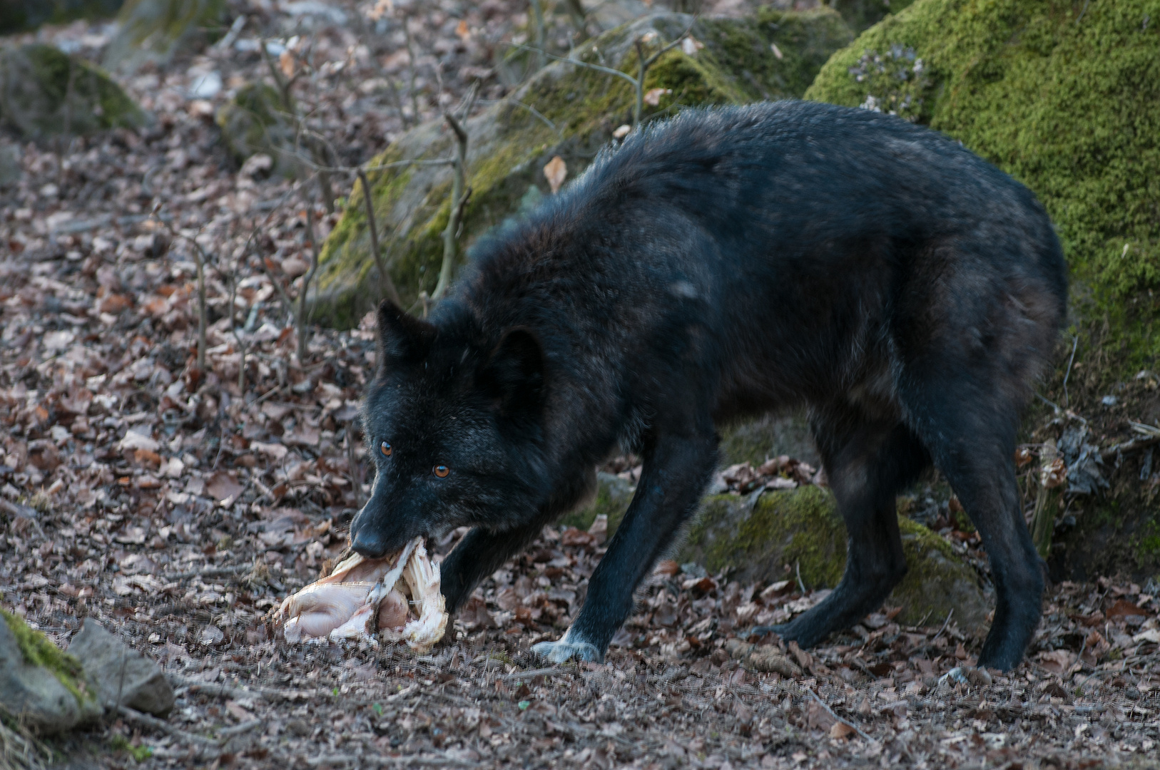 Timberlandwolf mit Teil seiner "Beute"