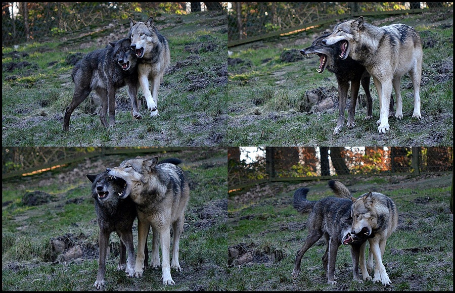 Timberwölfe ... 2 die sich mögen !!!