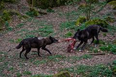 Timberwölfe beim gerechten Teilen ;-)