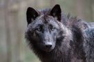 Timberwolf von Birgit H-T 