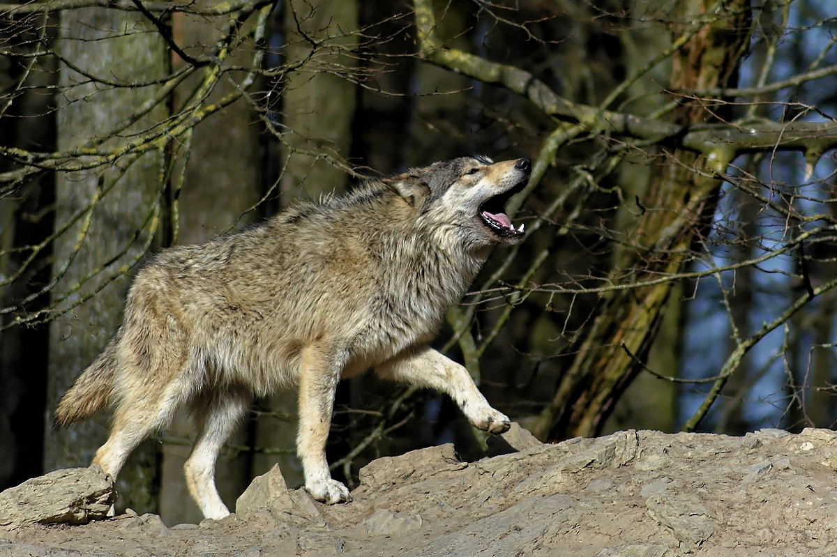 Timberwolf