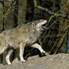 Timberwolf