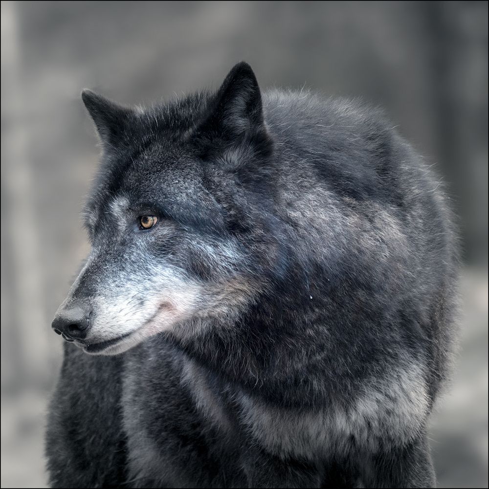 Timberwolf Foto & Bild tiere, zoo, wildpark & falknerei, säugetiere