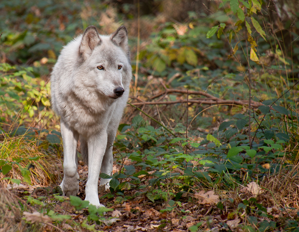 Timberwolf