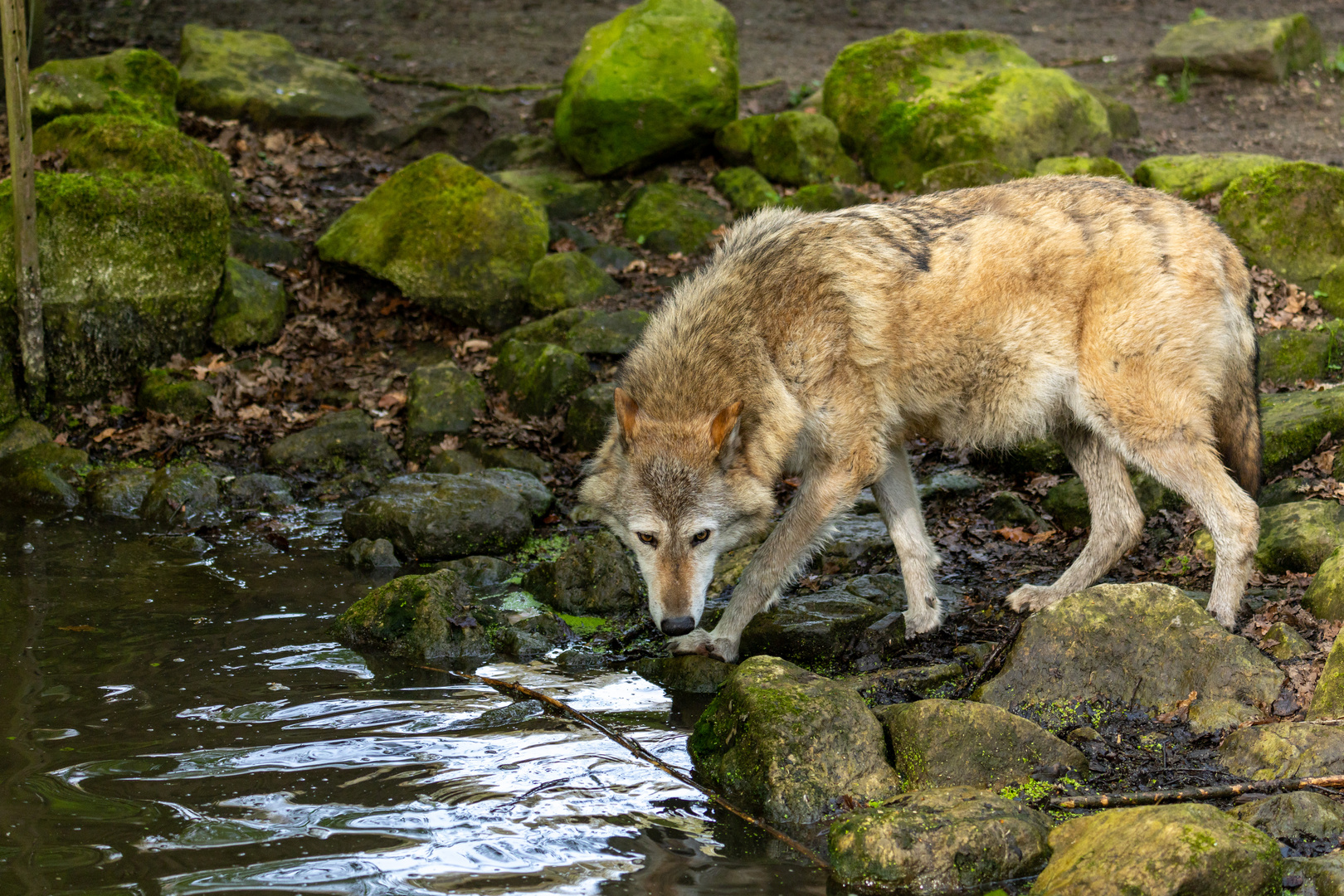 Timberwolf