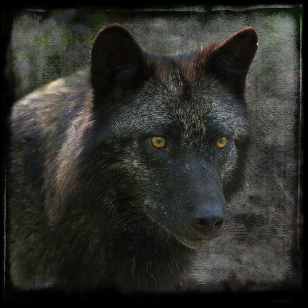 _ TimberWolf _