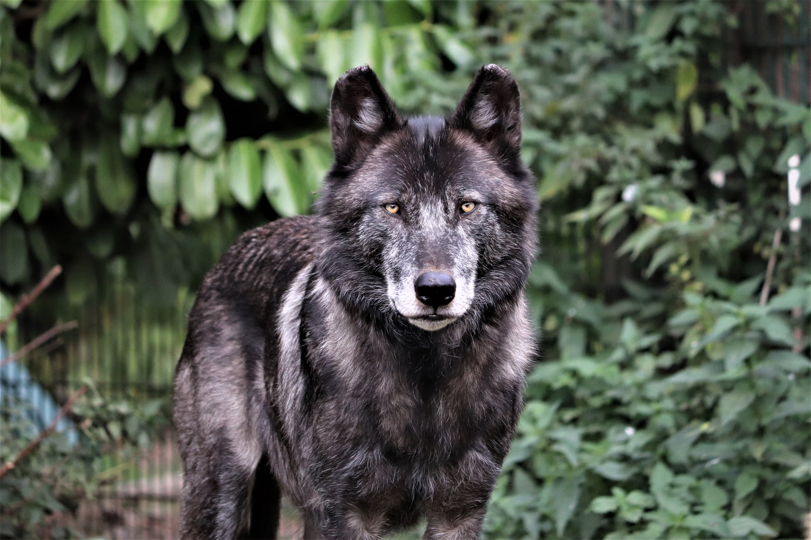 Timberwolf Foto Bild fotos spezial natur Bilder auf fotocommunity