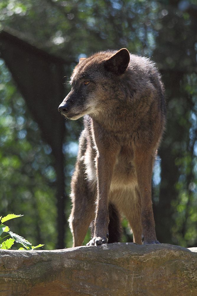 Timberwolf auf Felsen