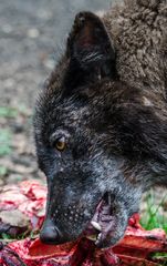 Timberwolf beim Fressen