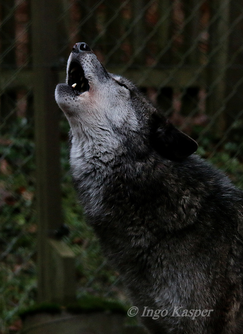 Timberwolf beim Gemeinschaftsheulen