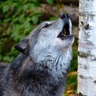 Timberwolf beim heulen