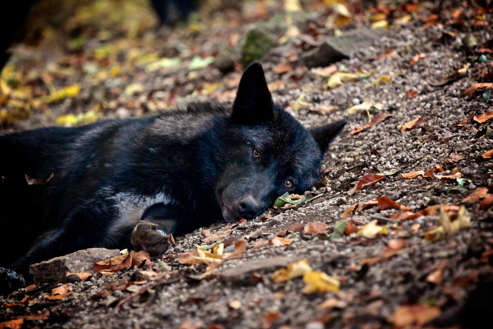 Timberwolf beim Mittagsschlaf