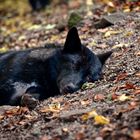 Timberwolf beim Mittagsschlaf