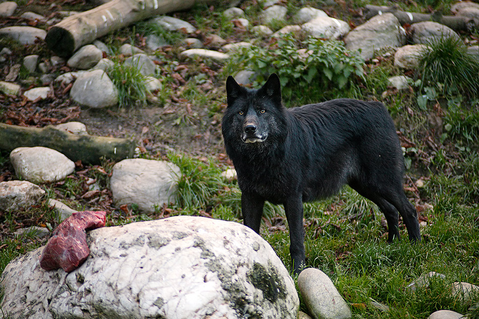 Timberwolf.... bitte nicht stören :-)