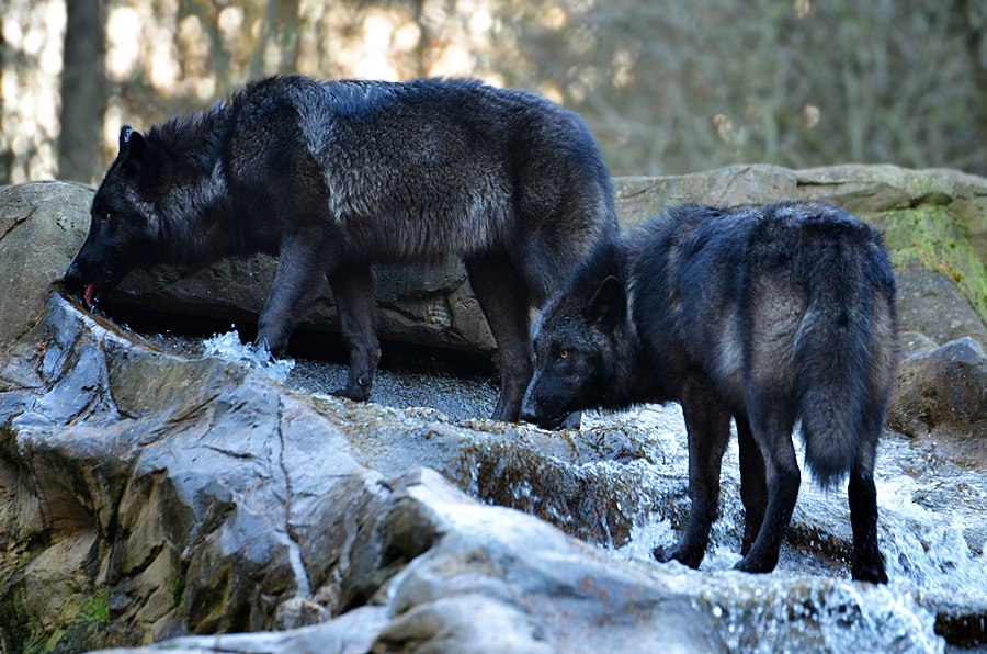 Timberwolf Brüder on the Rocks:-)