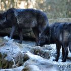 Timberwolf Brüder on the Rocks:-)