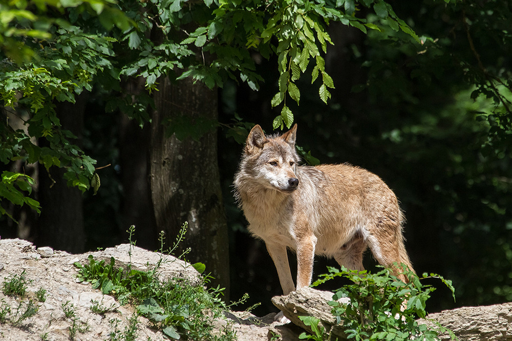 Timberwolf (Canis lupus lycaon)