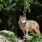 Timberwolf (Canis lupus lycaon)