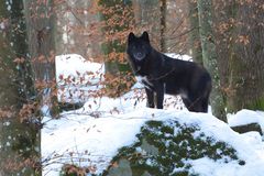 Timberwolf (Canis lupus lycaon) I