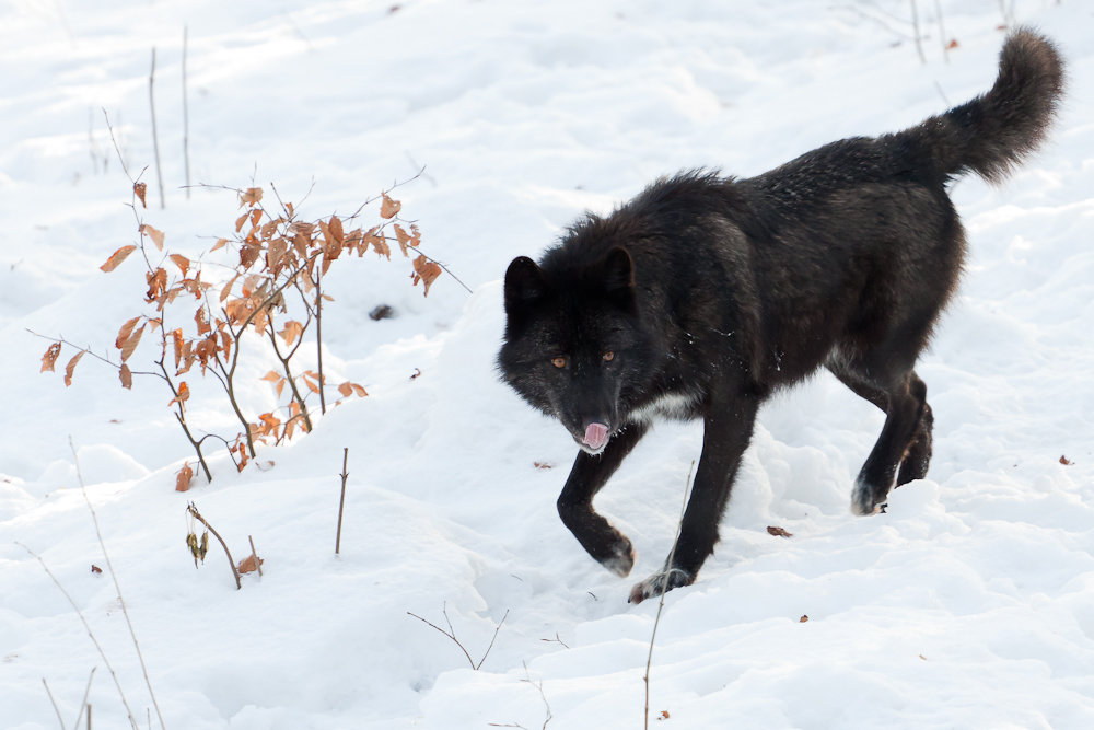 Timberwolf (Canis lupus lycaon) II