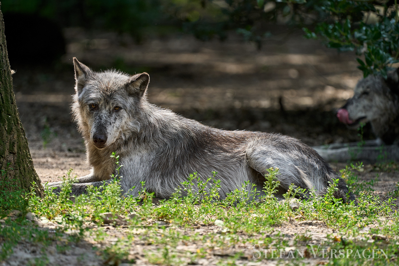 Timberwolf (Canis lupus occidentalis)