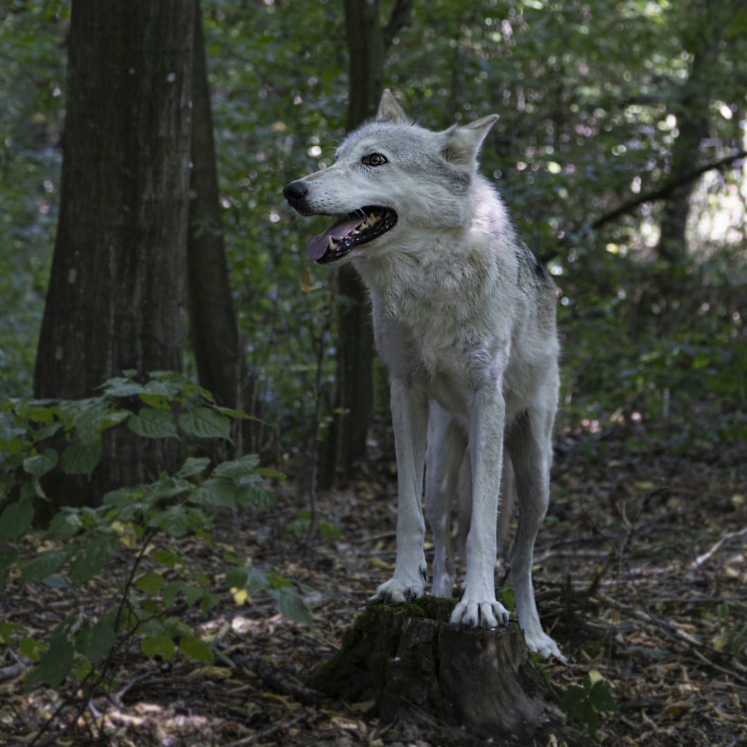 Timberwolf (Canis lupus occidentalis)