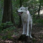 Timberwolf (Canis lupus occidentalis)