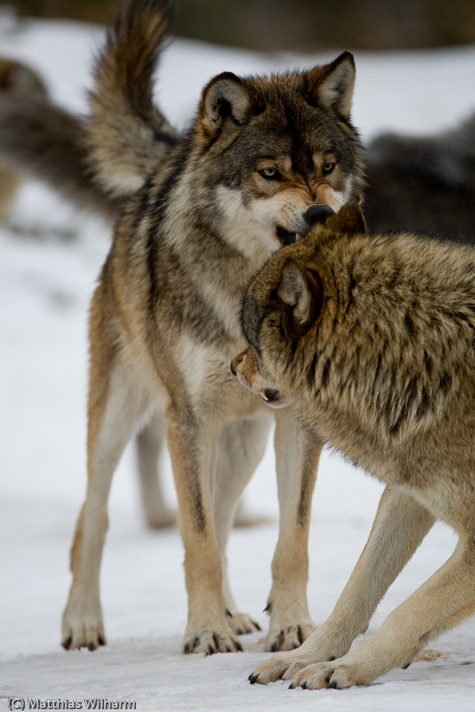 Timberwolf - Drohen